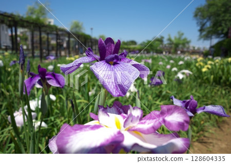鳶尾花 128604335