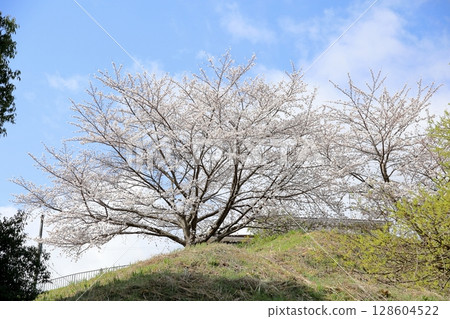 染井吉野櫻花盛開 128604522