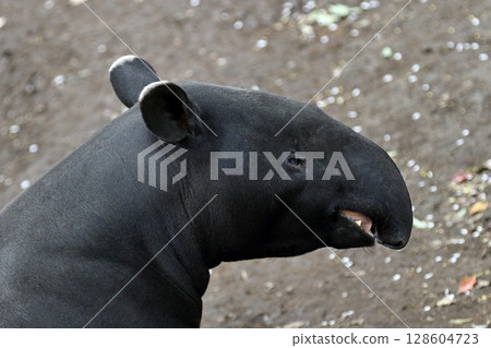 馬來貘的側面特寫，鼻子彎曲 128604723