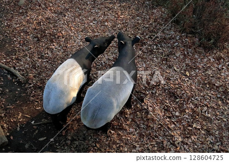 Malayan tapir mother and child snuggle together Malayan tapir mother and child snuggle together 128604725