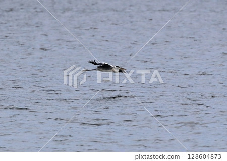 Gray heron flying near the water surface Gray heron flying near the water surface 128604873