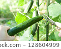 Harvesting cucumbers 128604999