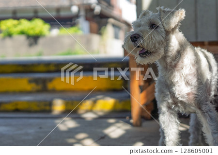 A picture of a pet miniature Schnauzer 128605001