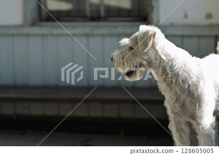 A picture of a pet miniature Schnauzer A picture of a pet miniature Schnauzer 128605005