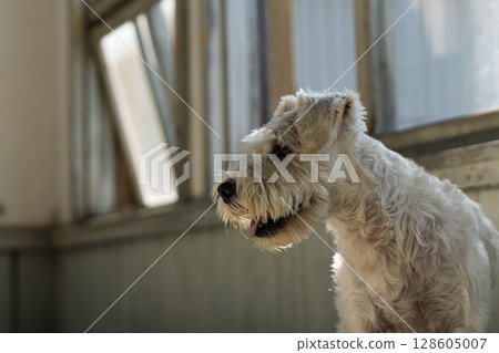 寵物迷你雪納瑞犬的圖片 128605007
