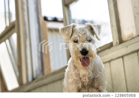 A picture of a pet miniature Schnauzer A picture of a pet miniature Schnauzer 128605008