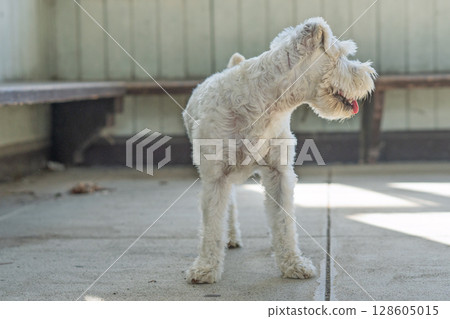 A picture of a pet miniature Schnauzer A picture of a pet miniature Schnauzer 128605015