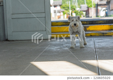 A picture of a pet miniature Schnauzer 128605020