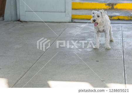 A picture of a pet miniature Schnauzer 128605021