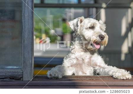寵物迷你雪納瑞犬的圖片 寵物迷你雪納瑞犬的圖片 128605023