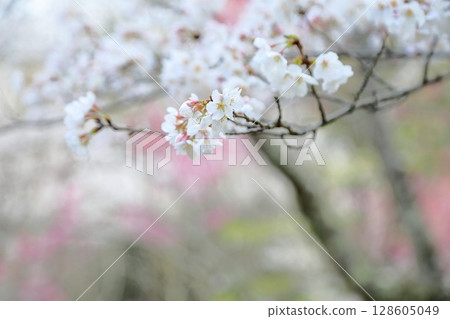 Yoshino cherry blossoms in full bloom 128605049