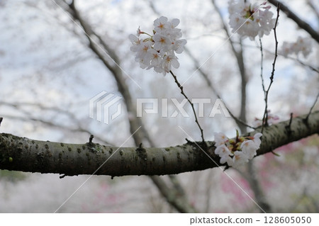 Yoshino cherry blossoms in full bloom 128605050