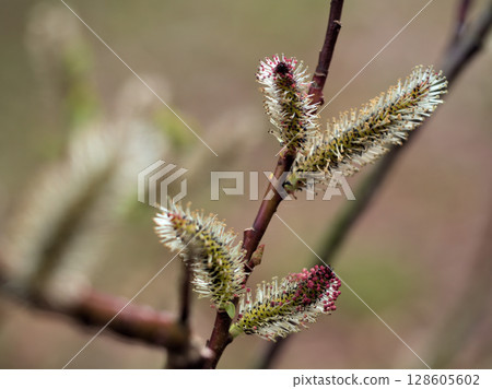 The lovely black willow flowers blooming in March 128605602
