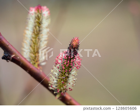 三月盛開的可愛黑柳花 三月盛開的可愛黑柳花 128605606