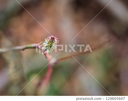 三月盛開的可愛黑柳花 三月盛開的可愛黑柳花 128605607