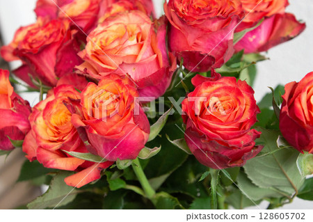 Gradation color rose 128605702