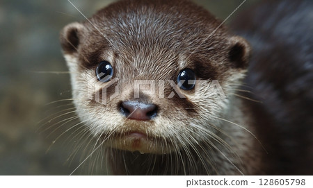 A charming, adorable young otter with curious eyes, looking into the camera. A charming, adorable young otter with curious eyes, looking into the camera. 128605798
