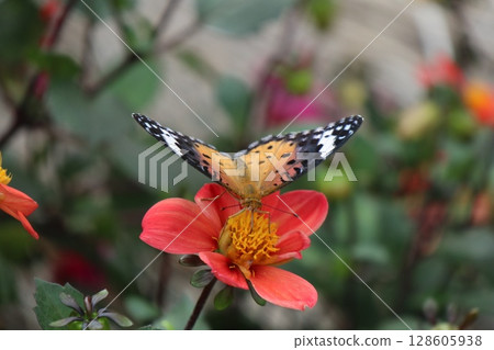 Red Dahlia Red Dahlia 128605938
