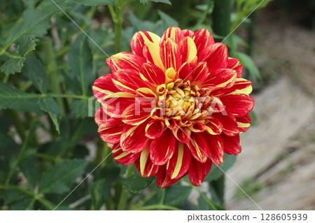 Red Dahlia Red Dahlia 128605939