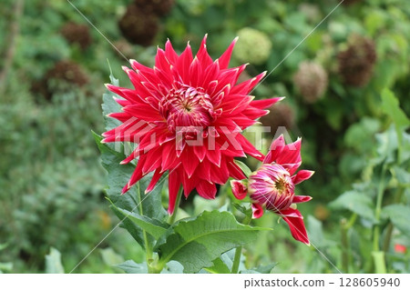 Red Dahlia Red Dahlia 128605940