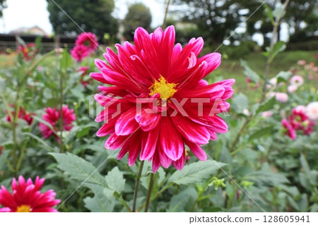 Red Dahlia Red Dahlia 128605941