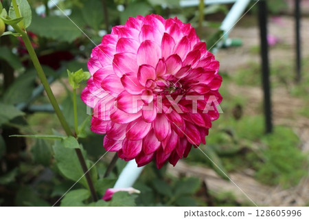 Red Dahlia Red Dahlia 128605996