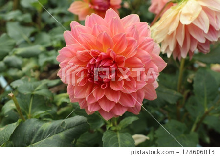 美麗的紅色大麗花 128606013