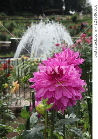 美麗的紅色大麗花 美麗的紅色大麗花 128606016