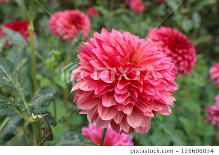 Beautiful red dahlia 128606034