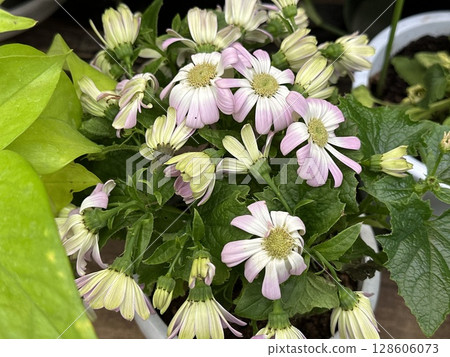 Flowers Flowers 128606073