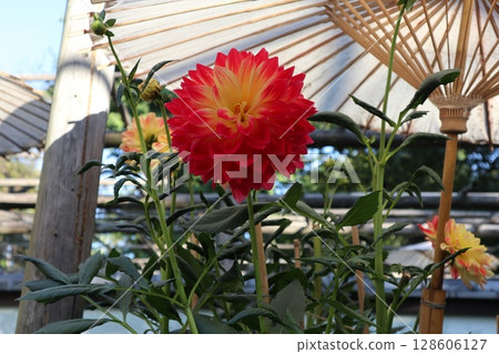 Beautiful red dahlias in bloom 128606127