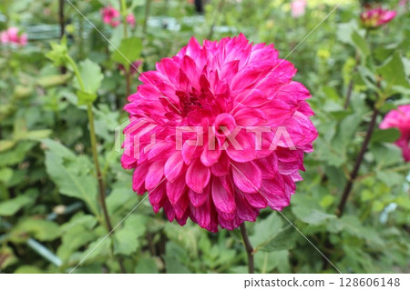 Beautiful red dahlias in bloom 128606148