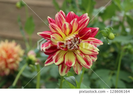 Beautiful red dahlias in bloom Beautiful red dahlias in bloom 128606164