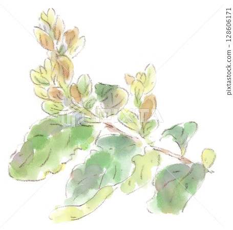 A watercolor illustration of fluffy buds growing from a pruned persimmon branch. A watercolor illustration of fluffy buds growing from a pruned persimmon branch. 128606171