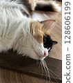 一隻放鬆的貓 128606199