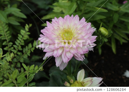 盛開的美麗紅色大麗花 128606284