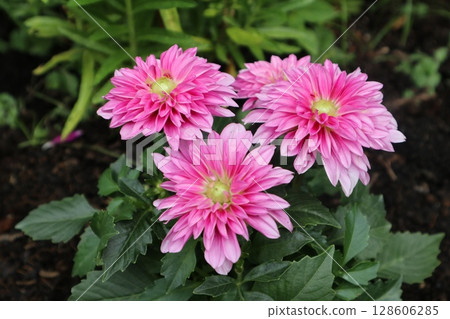 Beautiful red dahlias in bloom 128606285