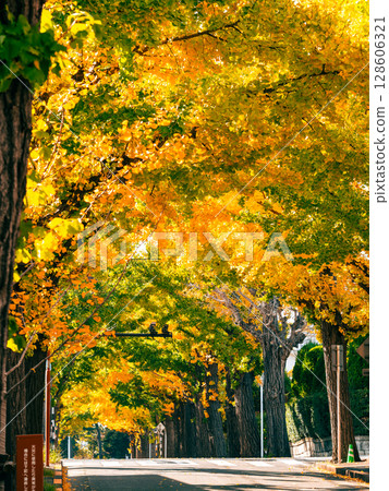 田園調布的銀杏樹的秋景 128606321