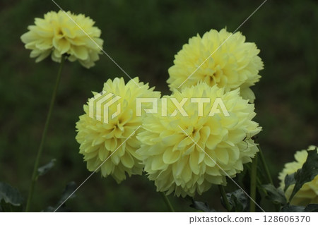Beautiful white and yellow dahlias in bloom 128606370
