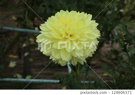 Beautiful white and yellow dahlias in bloom 128606371