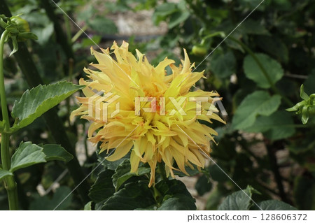 Beautiful white and yellow dahlias in bloom 128606372