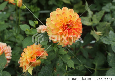 Beautiful white and yellow dahlias in bloom Beautiful white and yellow dahlias in bloom 128606373