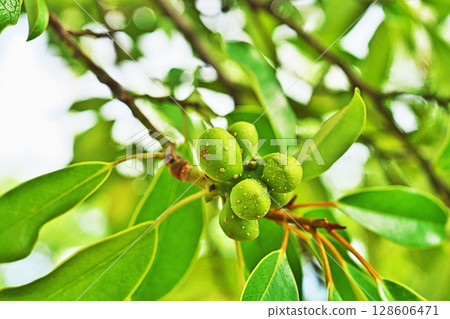 Green ogata manoki berries (summer, July) 128606471
