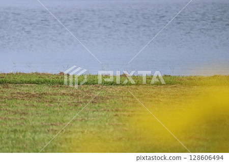以小山湖為背景的斗篷草模糊影像 128606494