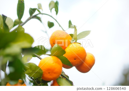 Picking mandarin oranges at an orchard with my kids. The contrast between the green leaves and the bright orange of the mandarin oranges is beautiful. 128606540