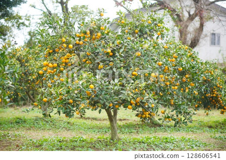 The photo shows the neatly lined up mandarin orange trees in the farm, laden with ripe orange fruit. The photo shows the neatly lined up mandarin orange trees in the farm, laden with ripe orange fruit. 128606541