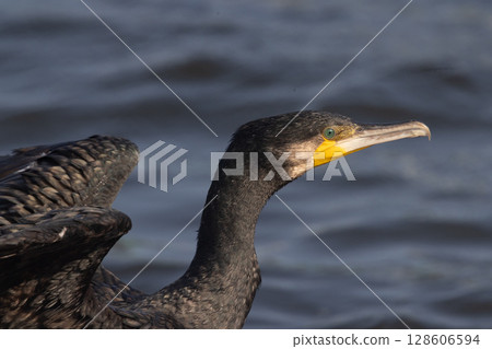 Cormorant 128606594