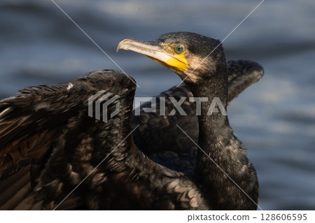 Cormorant 128606595