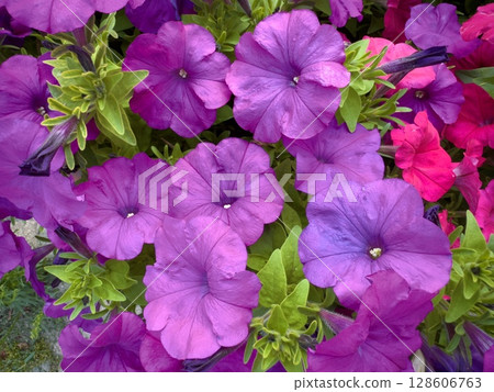 red purple petunias green lea red purple petunias green lea 128606763