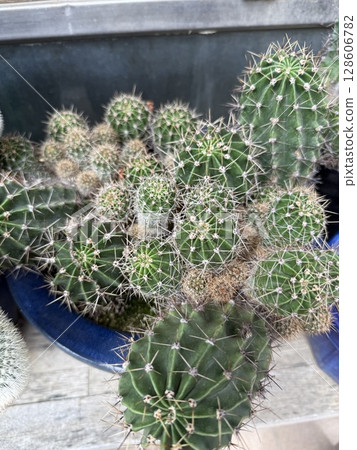 在家種植仙人掌 在家種植仙人掌 128606782
